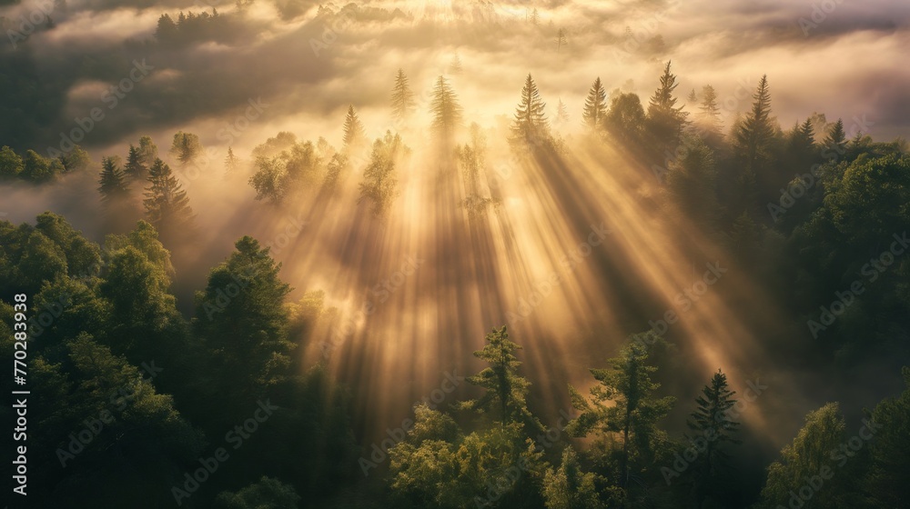 Sunbeams break through fog enveloping a lush forest at dawn, creating a serene and mystical atmosphere.