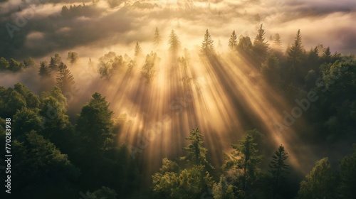 Sunbeams break through fog enveloping a lush forest at dawn, creating a serene and mystical atmosphere. © cherezoff