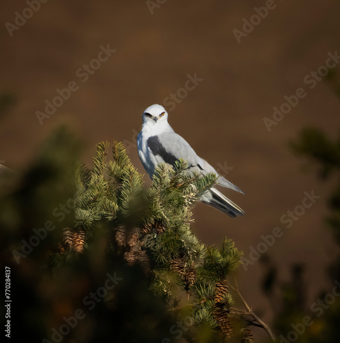 A White tailed kite sitting in a tree