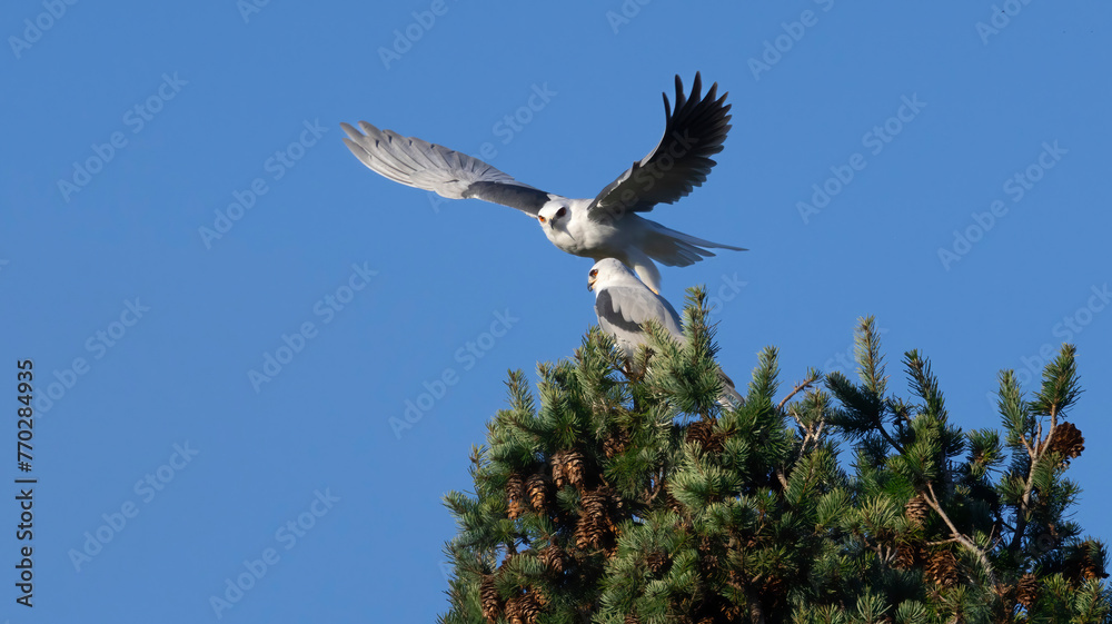 A white tailed kite in flight A white tailed kite in flight
