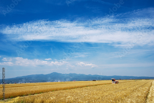 長崎県 諫早平野の麦畑