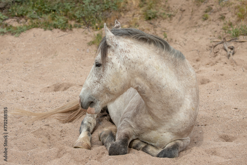 White wild horse stallion laying down in a dry sand creek in the Salt River wild horse management area near Scottsdale Arizona United States White wild horse stallion laying down in a dry sand creek in the Salt River wild horse management area near Scottsdale Arizona United States