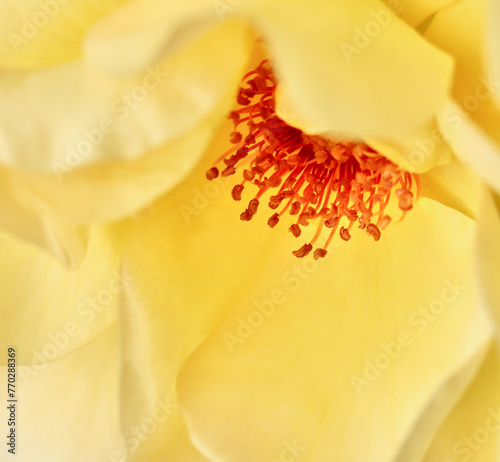 Yellow rose flower petals. Macro flowers background for holiday design. Soft focus