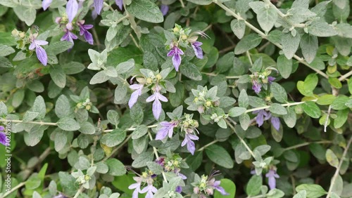 Teucrium fruticans also known as germander or shrubby germander is a species of flowering shrub native to the western and central Mediterranean photo