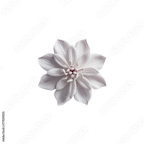 flowers on a transparent background