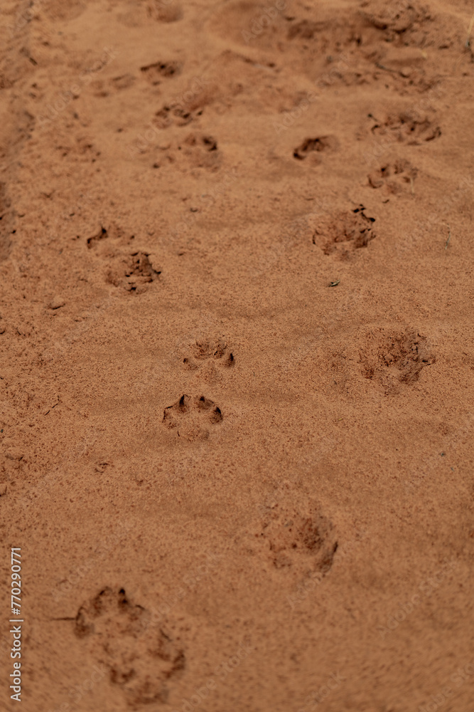Puppy Dog Prints in Sand Puppy Dog Prints in Sand