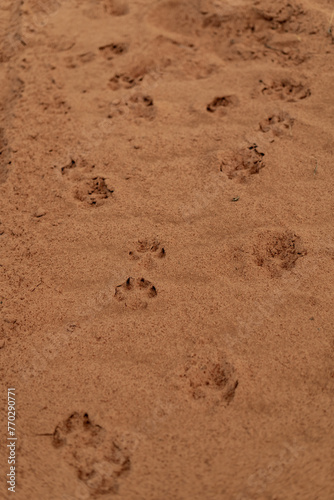 Puppy Dog Prints in Sand