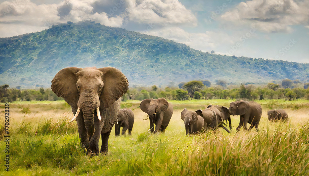 Image material of wild elephant. herd of elephants. Image material of wild elephant. herd of elephants.