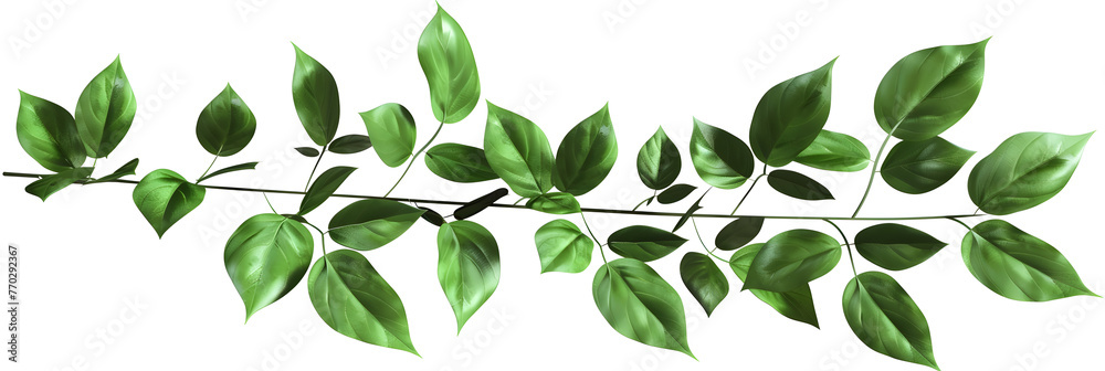 Green leaves on a white transparent background,A branch of a tree with green leaves

