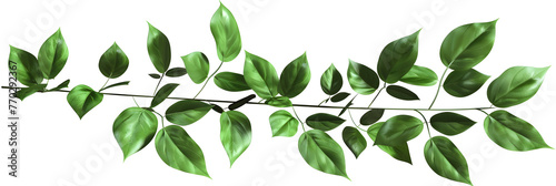 Green leaves on a white transparent background,A branch of a tree with green leaves