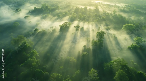Warm sunlight pierces through mist in a lush forest, creating ethereal rays of light. © cherezoff