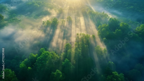 Aerial view of sun rays piercing through the mist over a lush green forest.