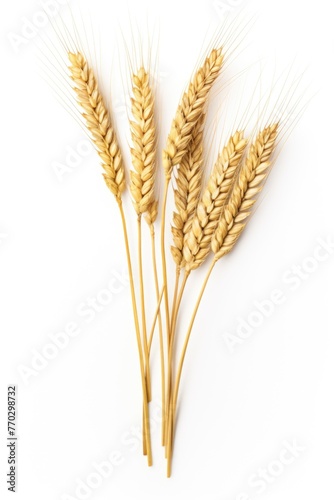 A bunch of golden wheat stalks are shown on a white background. The wheat stalks are tall and slender, with a golden hue that gives them a warm and inviting appearance