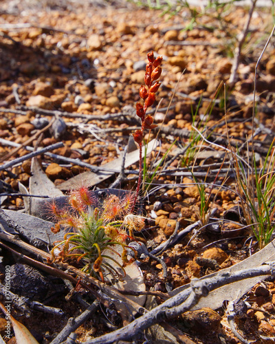 Carnivorous pygmy sundew (Drosera scorpioides) with sticky leaves and flower stalk, in natural habitat, Western Australia photo