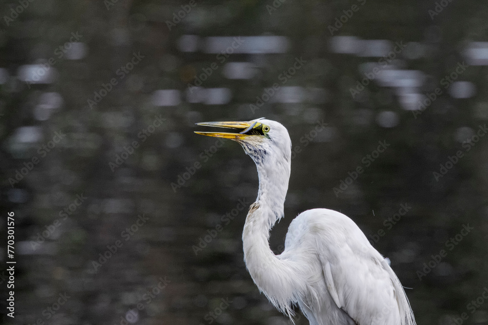 Grande aigrette avalant un poisson Grande aigrette avalant un poisson