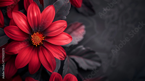 Beautiful abstract color black and red flowers on black background Red flowers on branch against black background, Generative Ai  © ammar