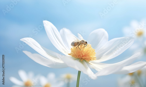 Detail with shallow focus of white anemone flower © Ilham