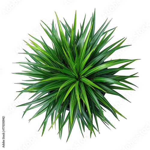 Zebra Grass Houseplant - Vibrant and Striking Greenery Against Clean White Background