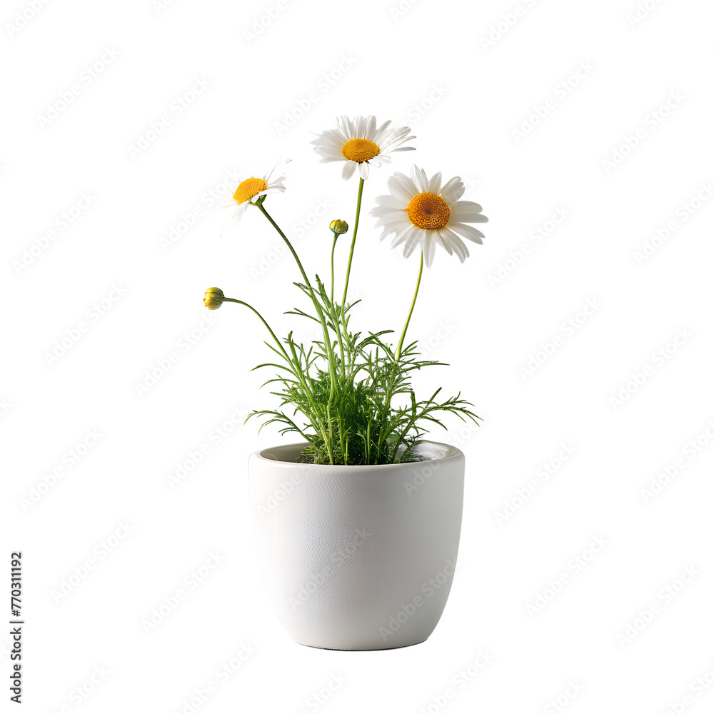 chamomile in minimalist white pot on transparent background