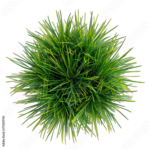 Elegant Prairie Dropseed Houseplant in Potted Isolation on White Background - Top Down View photo