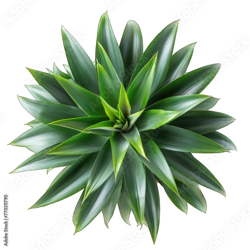 Potted Pineapple Plant - Vibrant Greenery, Minimalistic Decor, Isolated on White Background - Perfect for Design Projects