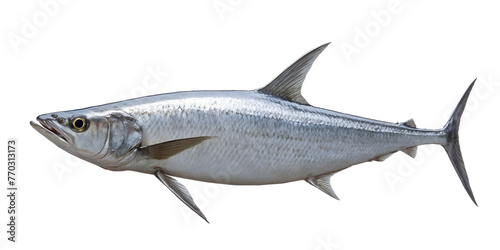 Sharp-toothed kingfish isolated on white