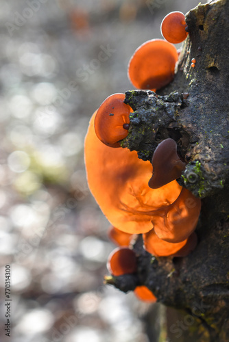 Mushroom Auricularia auriculata (Auricularia auricula-judae) grows on a tree in backlit sunlight