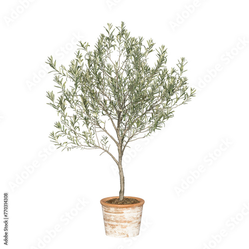 Young olive tree in terracotta pot isolated. Olive tree in pot. Png transparency	
