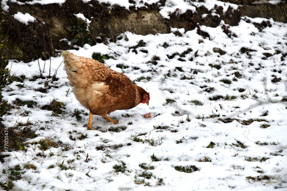 detail of chicken head in winter on the snow in the village farm