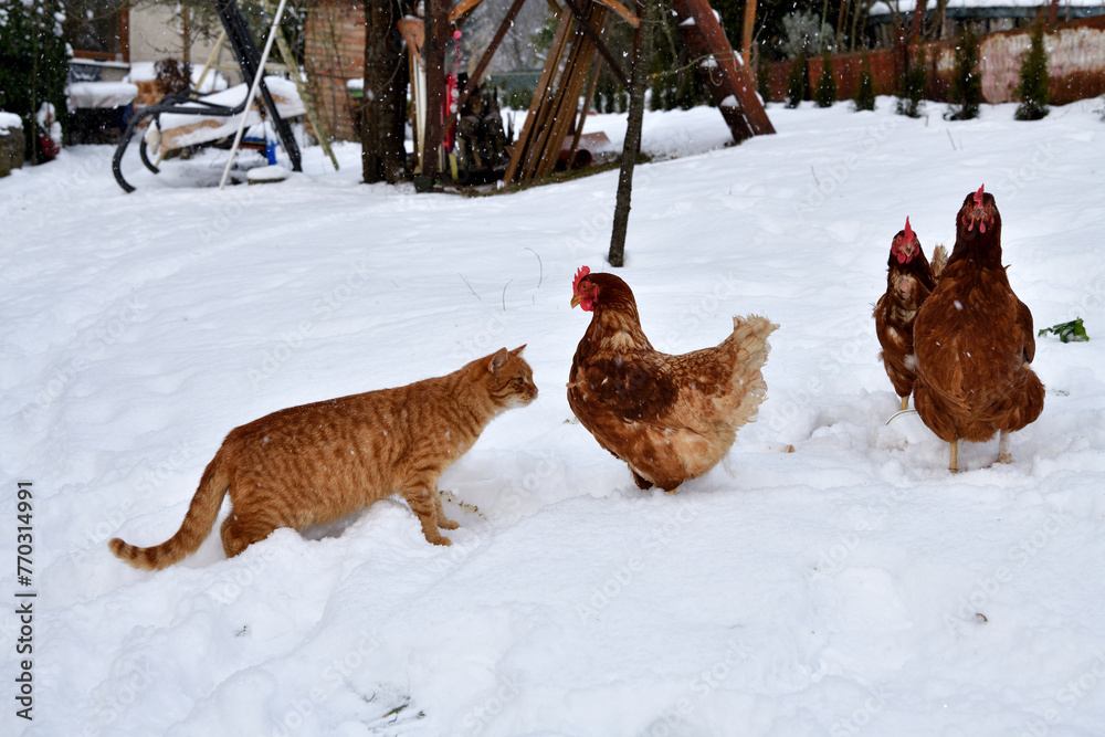 Domestic red cat is playing with chicken on snow in winter farm in the village