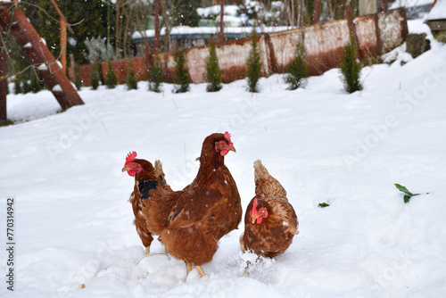 domestic chicken walking and eating  on the snow farm in the winter