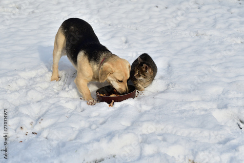 Traditional domestic dog eating with chicken and cat together on the snow in the village