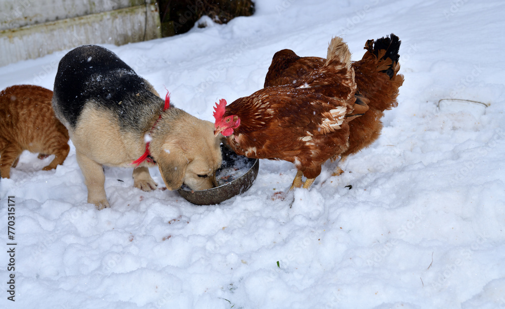 domestic chicken eating with dog and cat together on the snow in winter