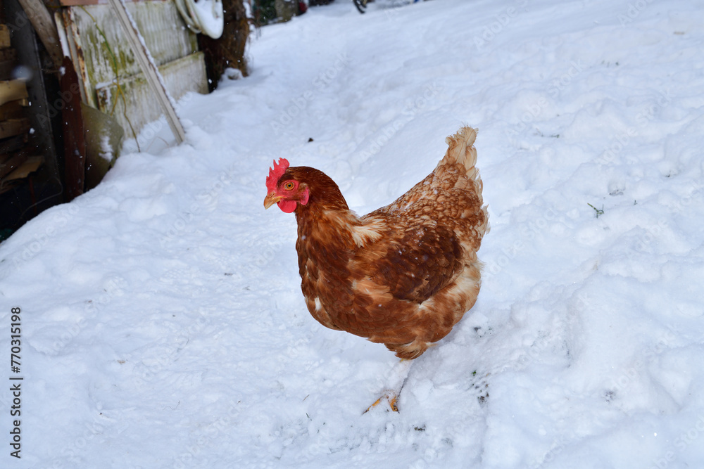 detail of chicken head in winter on the snow in the village farm