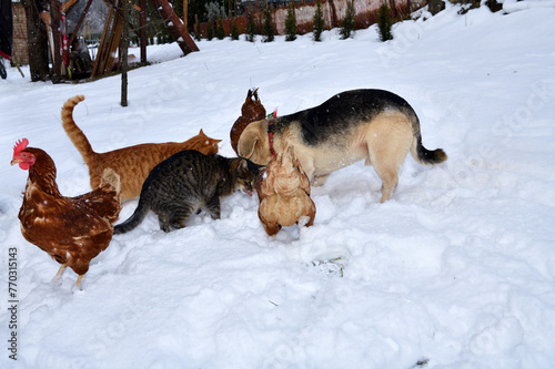 Obraz na płótnie Traditional domestic dog eating with chicken and cat together on the snow in the village w salonie