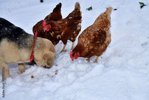domestic chicken eating with dog and cat together on the snow in winter