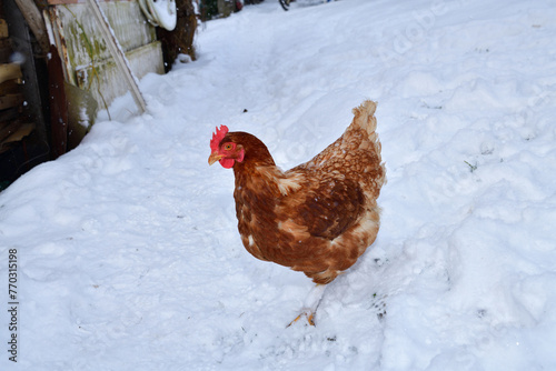 Obraz na płótnie detail of chicken head in winter on the snow in the village farm w salonie