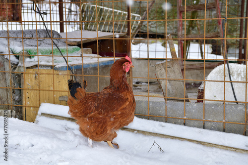 Obraz na płótnie detail of chicken head in winter on the snow in the village farm w salonie