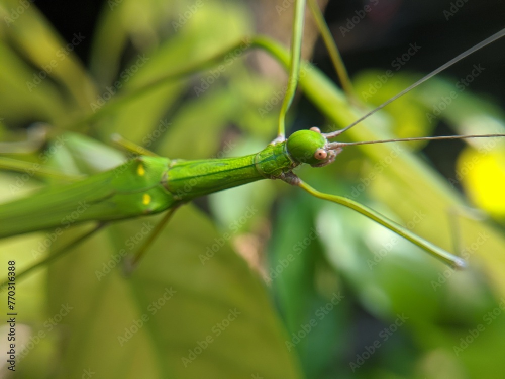 Phasmatodea
Insects crawling on green leaves Phasmatodea
Insects crawling on green leaves