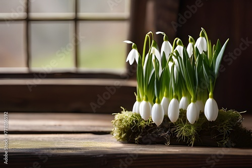 Snow drop flowers Image photo