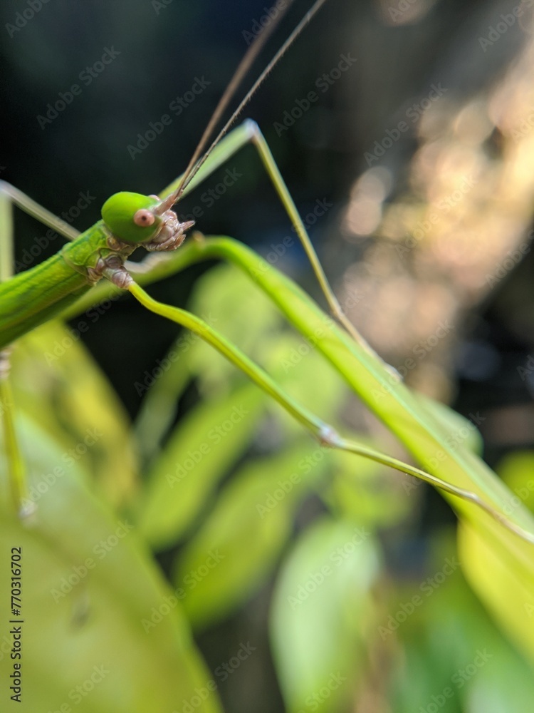 Phasmatodea
Insects crawling on green leaves