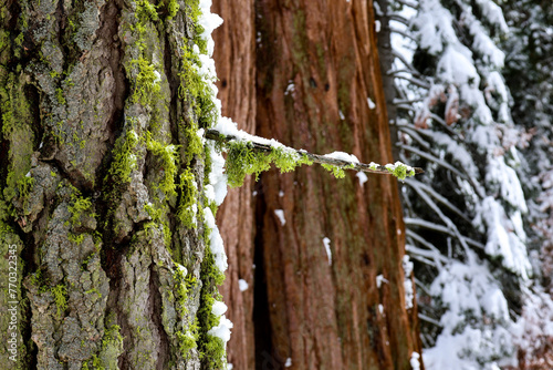 moss on snowy tree photo