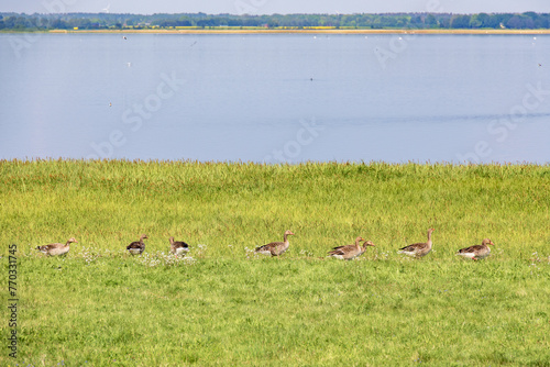 Greylag geese walking on a green meadow by a lake photo