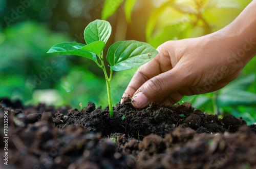 Hand planting a young plant in soil with a green background, a closeup view of a hand watering a seedling in a natural environment