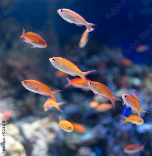 Tropical fish swimming in the aquarium. Beautiful colorful fishes in the aquarium