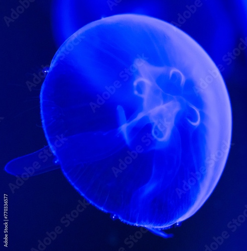 Blue jellyfish swim in the sea