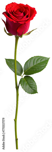 Red rose with stem and leaves PNG Element for Design, isolated, die-cut, for greeting Valentine's Day.