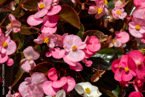 Close-up of bright pink flowers  with yellow centres  of a wax begonia  begonia x semperflorens-cultorum 