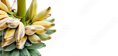 Fresh banana fruit, Silver bluggoe or Musa ABB group banana photo