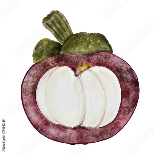 Mangosteen fruit watercolor illustration. Tropical fruit illustration hand drawing isolated on white background. Botanical clip art of asian food garcinia. Realistic mangostana sketch for designing photo